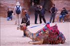 11 Camel